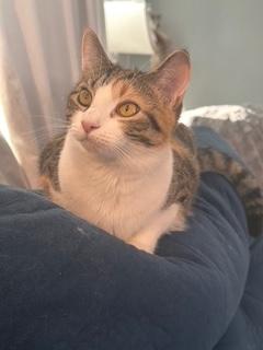 Enlarge Cecily, a ADOPTABLE Domestic Short Hair in Sterling, VA image 4/6