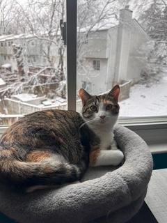 Enlarge Cecily, a ADOPTABLE Domestic Short Hair in Sterling, VA image 1/6