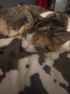 Enlarge Cecily, a ADOPTABLE Domestic Short Hair in Sterling, VA image 3/6