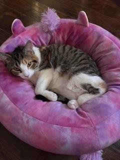 Enlarge Cecily, a ADOPTABLE Domestic Short Hair in Sterling, VA image 6/6