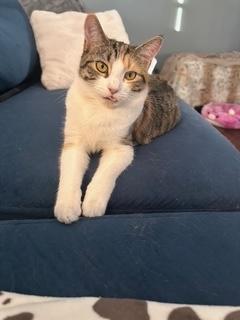 Enlarge Cecily, a ADOPTABLE Domestic Short Hair in Sterling, VA image 5/6