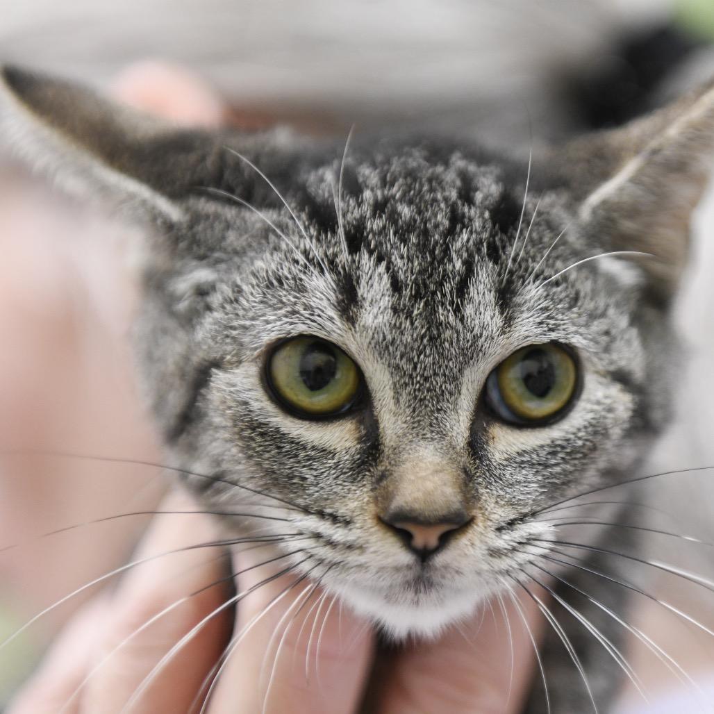 Dullahan, Adoptable, Kitten Male Domestic Short Hair.