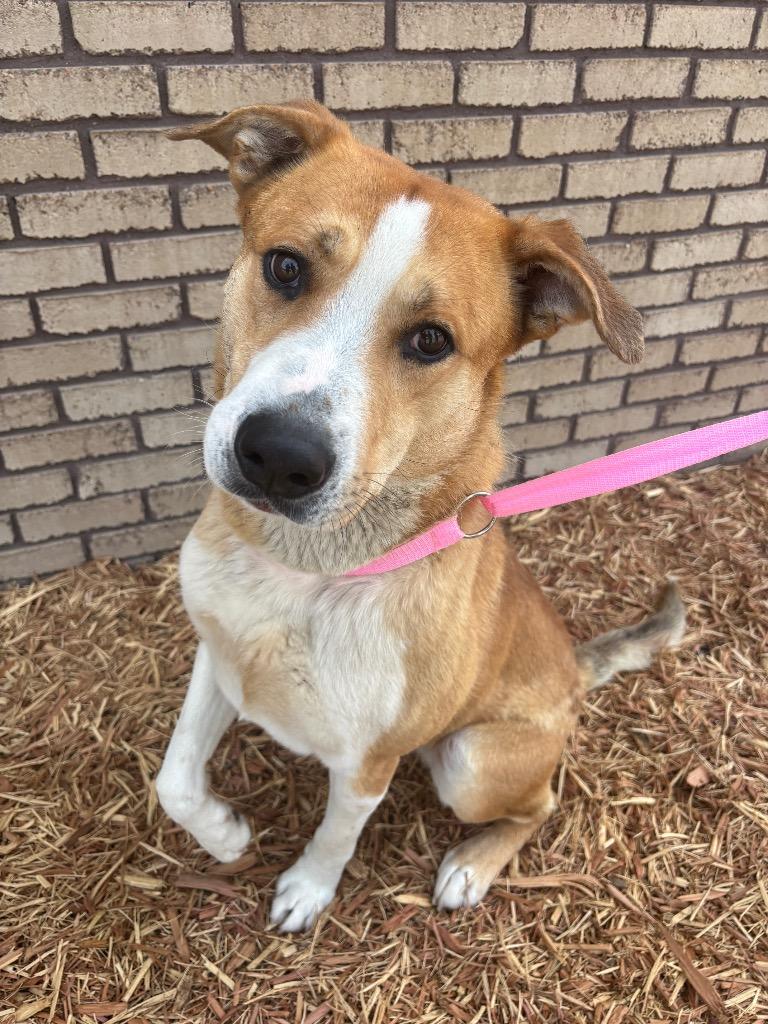Enlarge Edd, a ADOPTABLE mixed breed in Columbus, NE image 1/1