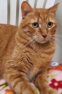 Ms Brucie, a Adoptable Domestic Short Hair in Green Valley, AZ image 2/6