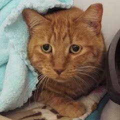 Ms Brucie, a Adoptable Domestic Short Hair in Green Valley, AZ image 1/6