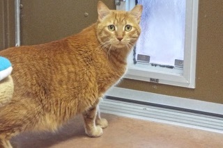 Ms Brucie, a Adoptable Domestic Short Hair in Green Valley, AZ image 3/6
