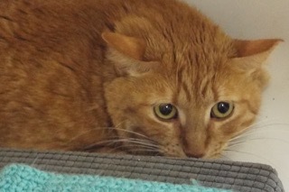 Ms Brucie, a Adoptable Domestic Short Hair in Green Valley, AZ image 4/6