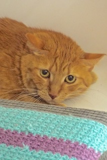 Ms Brucie, a Adoptable Domestic Short Hair in Green Valley, AZ image 5/6