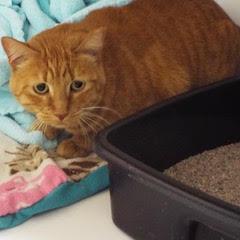 Ms Brucie, a Adoptable Domestic Short Hair in Green Valley, AZ image 6/6