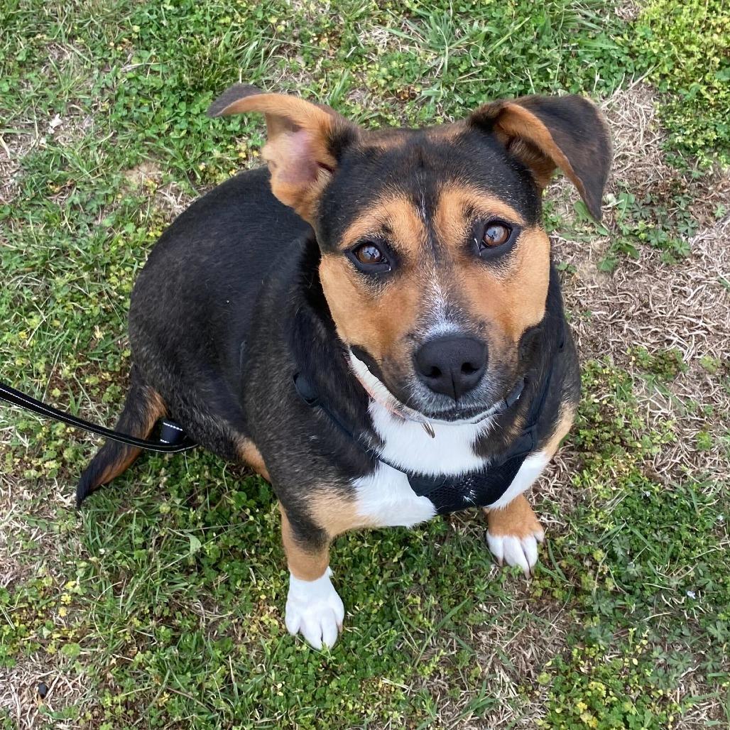 Polly Pocket, Adoptable, Adult Female Beagle & Mixed Breed.