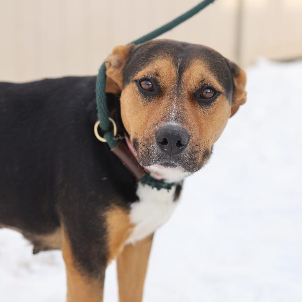 Enlarge Polly Pocket, a Adoptable mixed breed in Evansville, IN image 2/6
