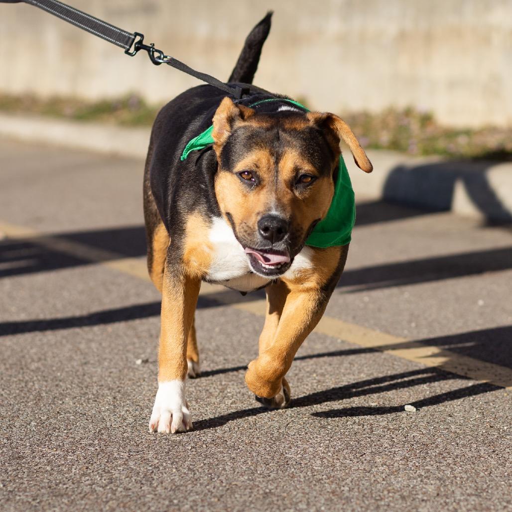Enlarge Polly Pocket, a Adoptable mixed breed in Evansville, IN image 3/6