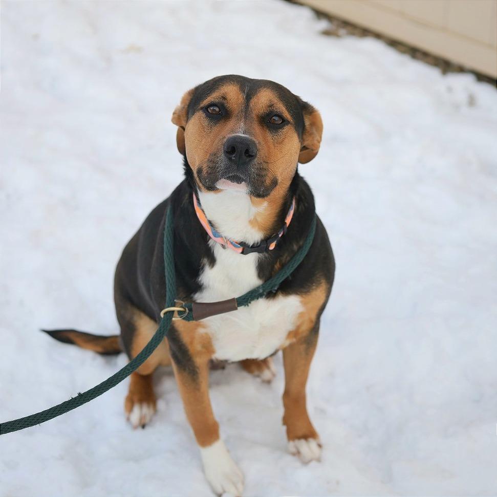 Enlarge Polly Pocket, a Adoptable mixed breed in Evansville, IN image 5/6