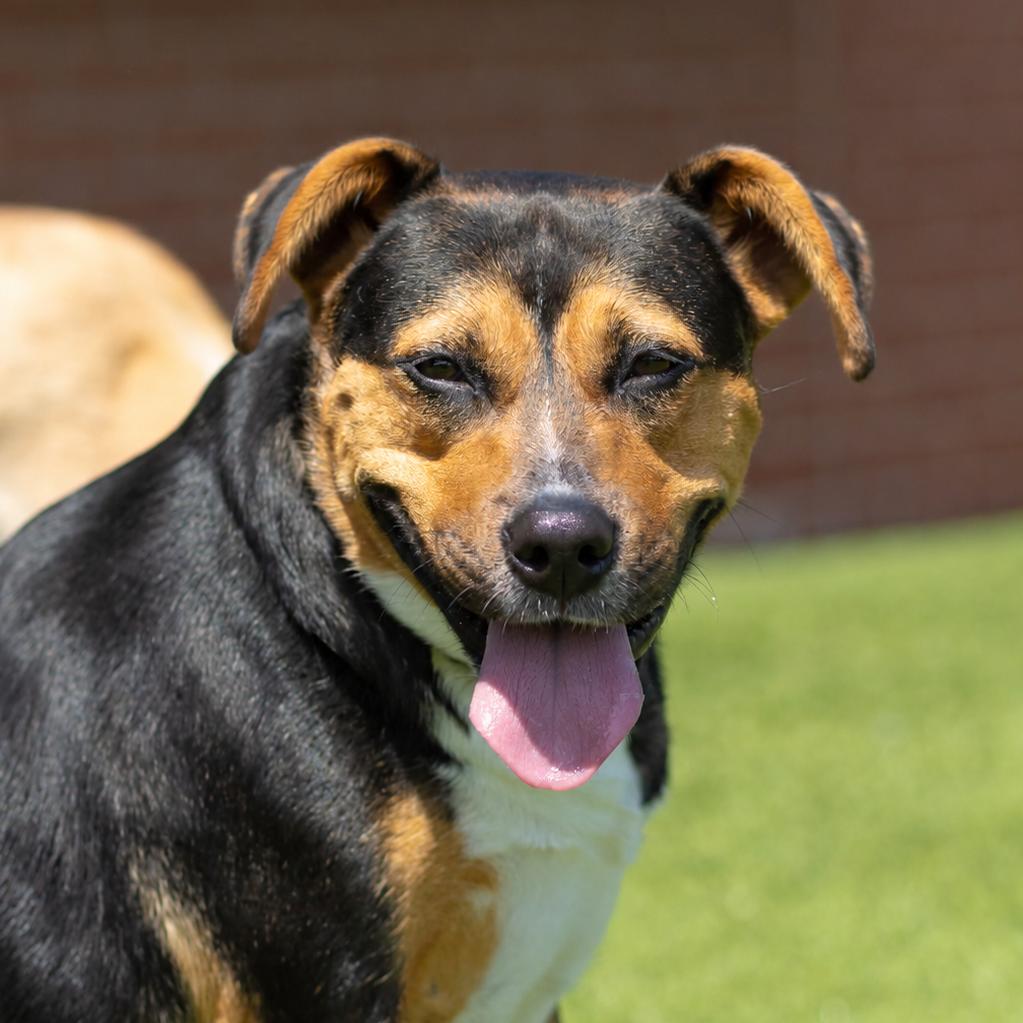 Enlarge Polly Pocket, a Adoptable mixed breed in Evansville, IN image 6/6