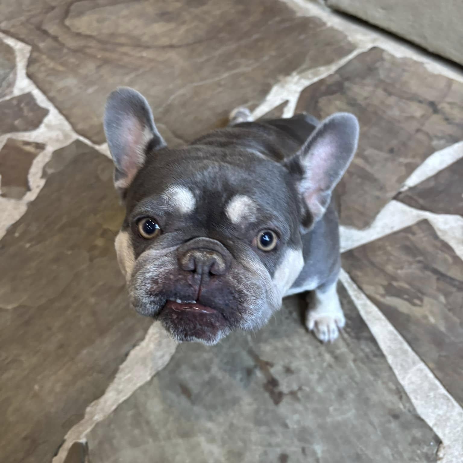 Enlarge Millie and Margo, a Adoptable French Bulldog in Fair Oaks Ranch, TX image 4/6