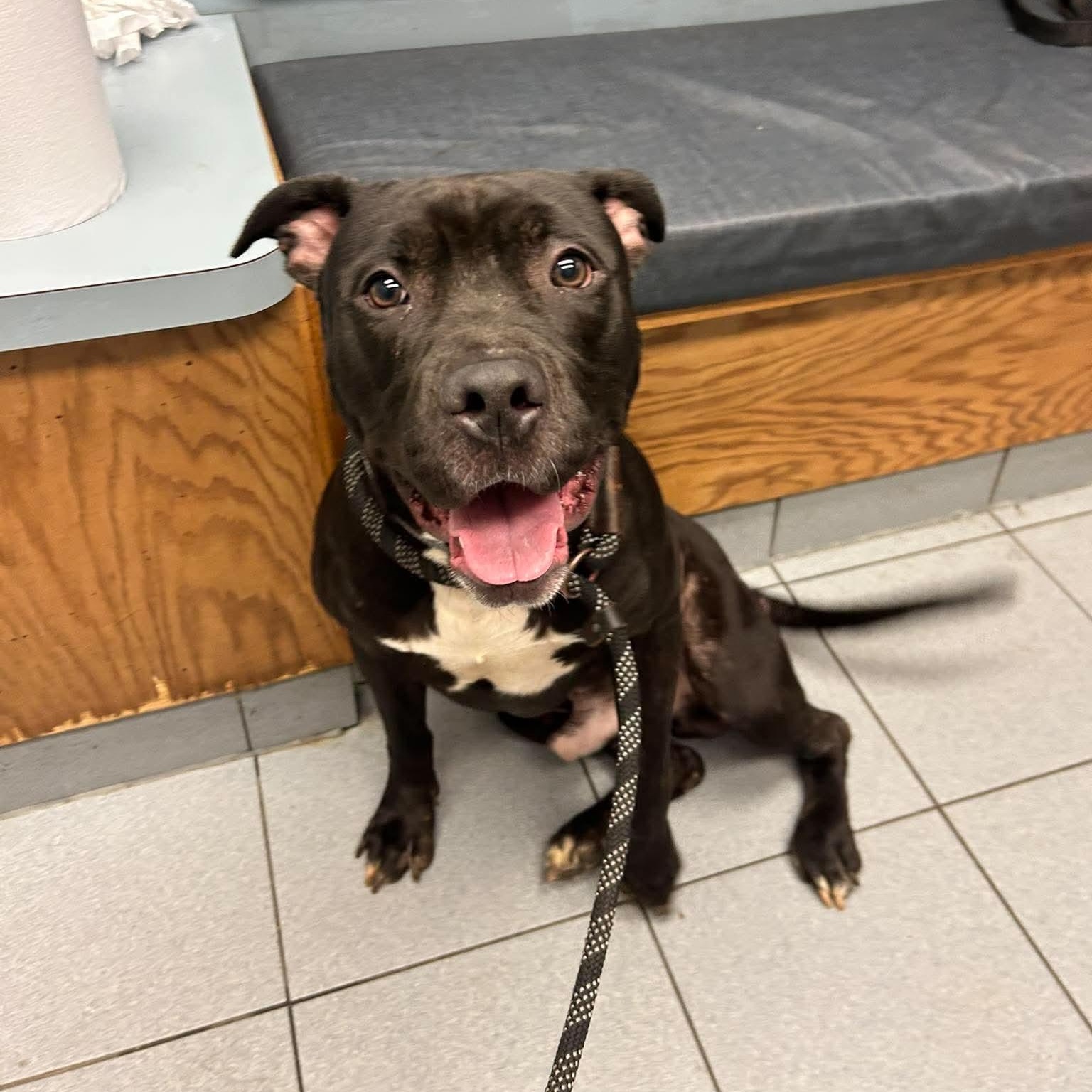 Enlarge Roman, a Adoptable Pit Bull Terrier in Buffalo, NY image 2/4