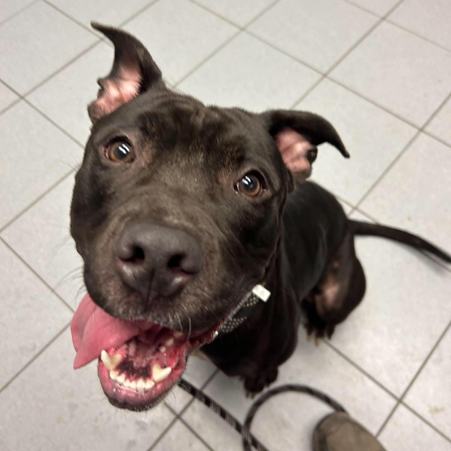 Enlarge Roman, a Adoptable Pit Bull Terrier in Buffalo, NY image 1/4