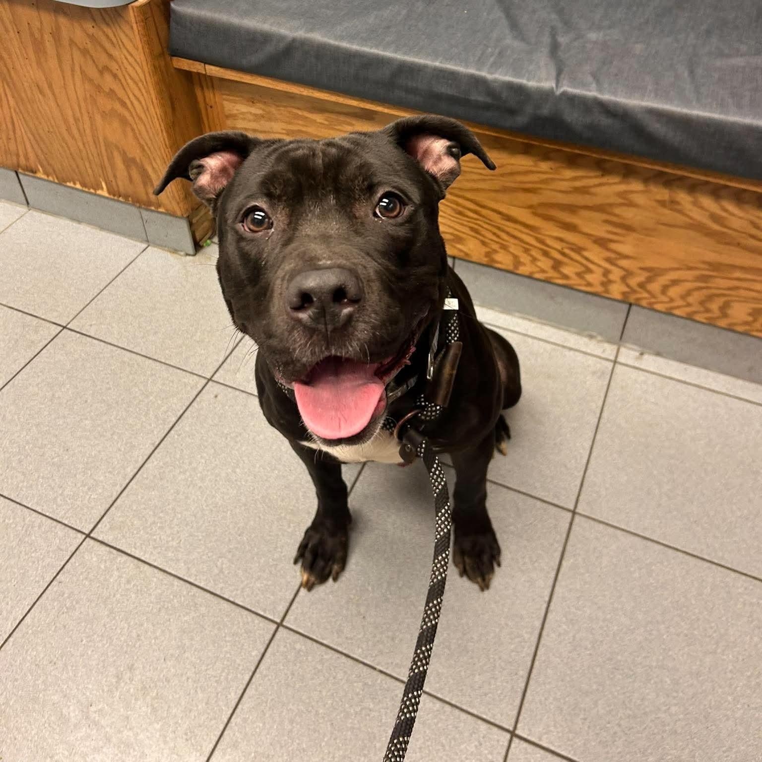 Enlarge Roman, a Adoptable Pit Bull Terrier in Buffalo, NY image 3/4