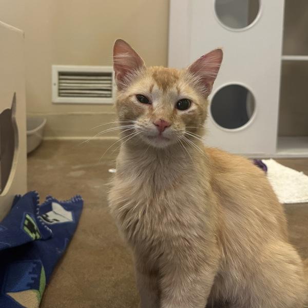 Enlarge Orange Julius, a Adoptable mixed breed in Walnut Creek, CA image 1/1