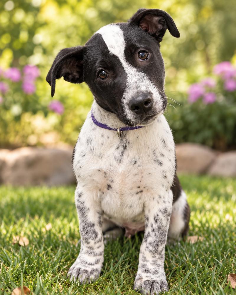 Oreo - Cattle Dog, Adopted, Puppy Male Australian Cattle Dog / Blue Heeler.