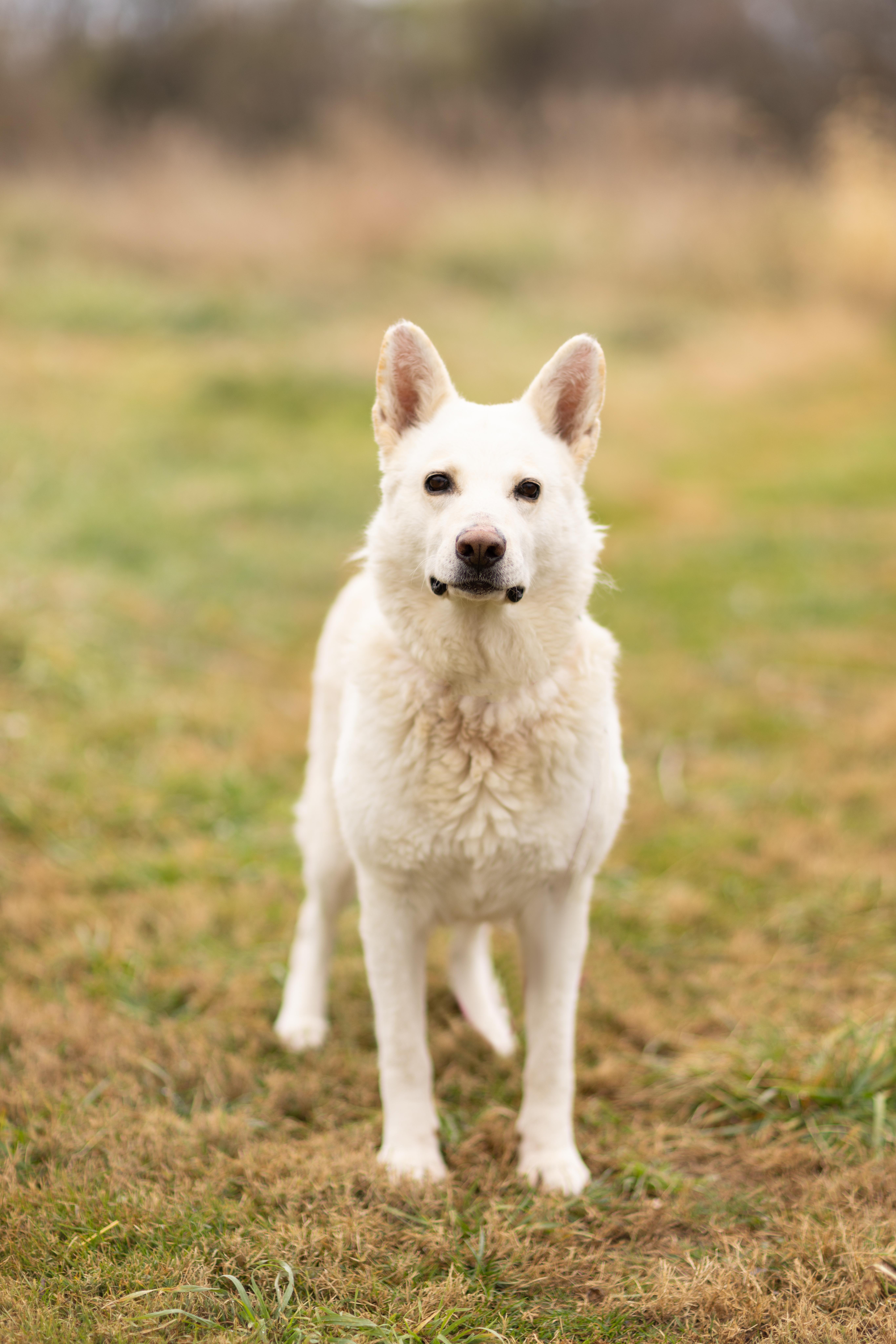 Dove, a Adoptable German Shepherd Dog in Bethesda, MD image 2/5