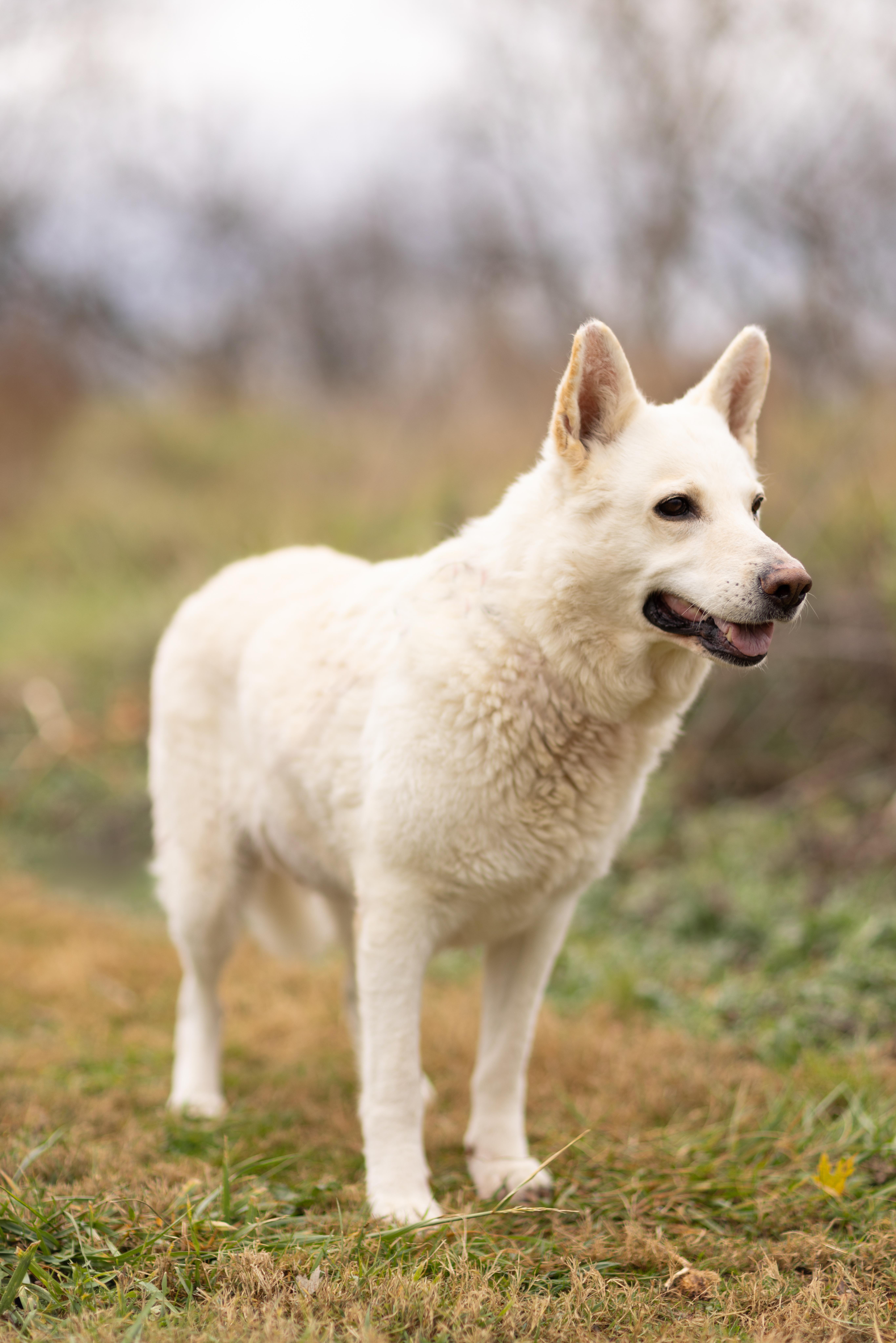 Dove, a Adoptable German Shepherd Dog in Bethesda, MD image 3/5