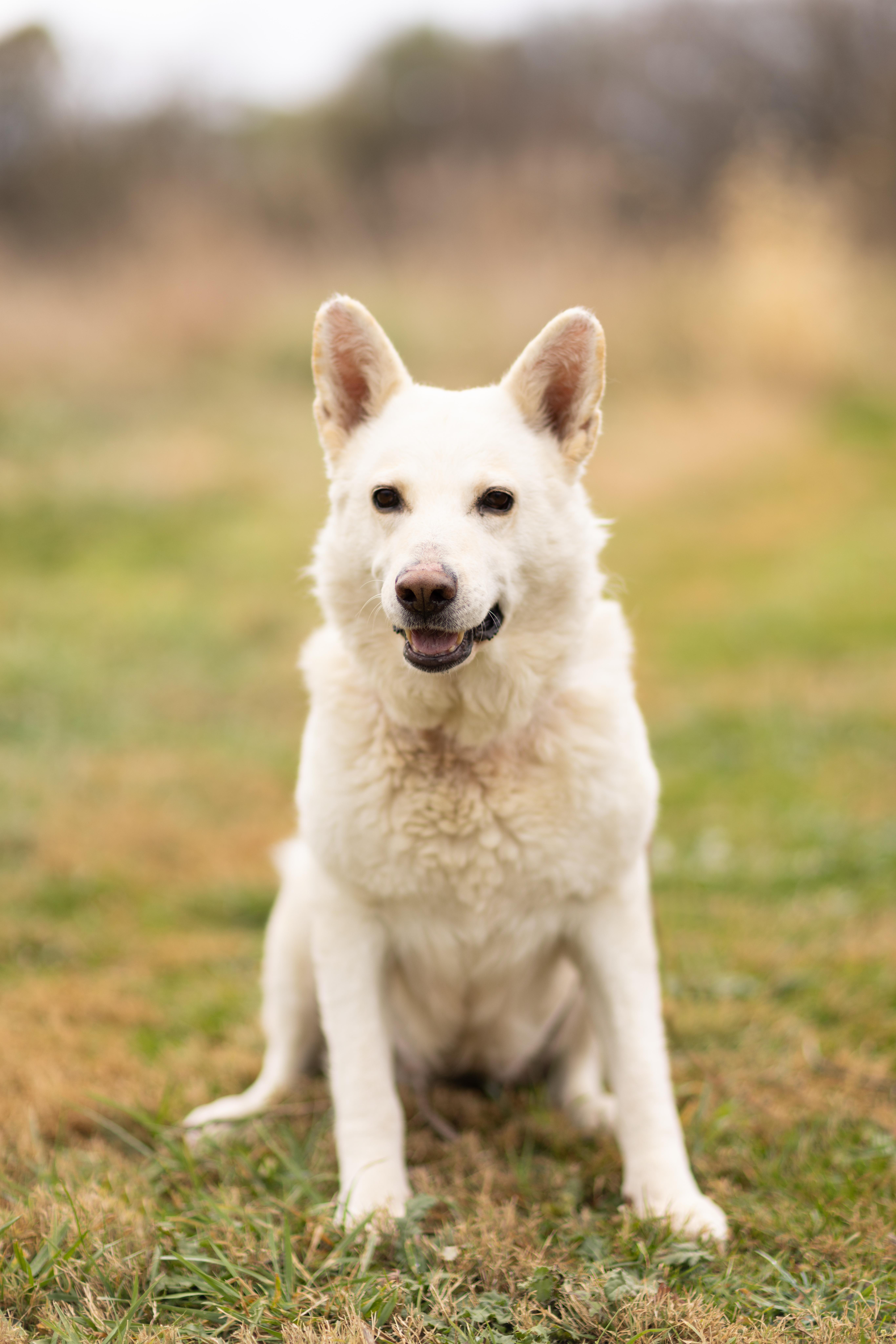 Dove, a Adoptable German Shepherd Dog in Bethesda, MD image 4/5