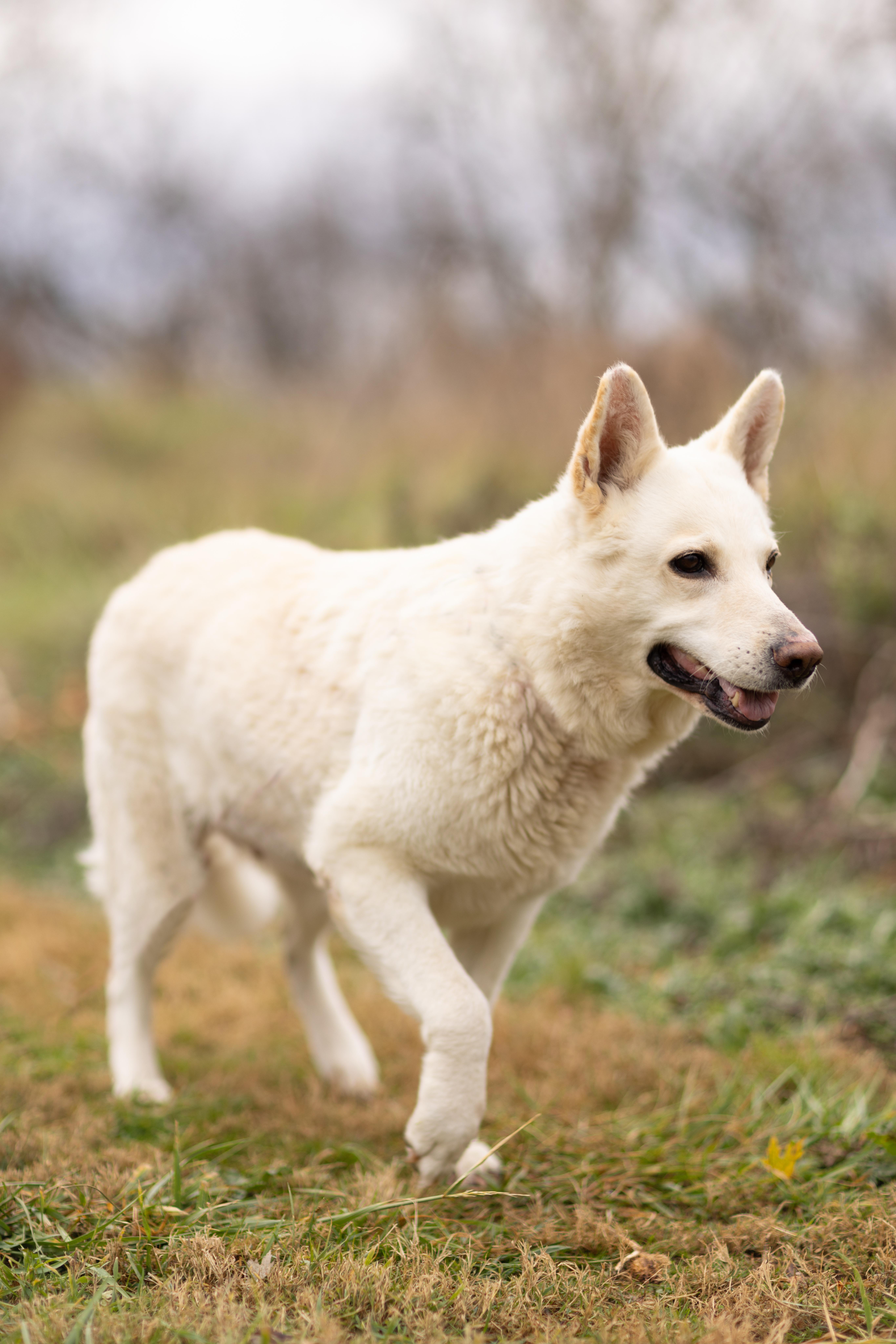 Dove, a Adoptable German Shepherd Dog in Bethesda, MD image 5/5