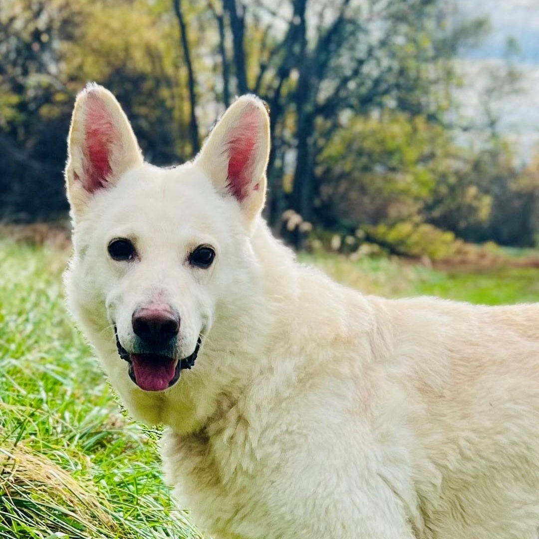 Dove, a Adoptable German Shepherd Dog in Bethesda, MD image 1/5