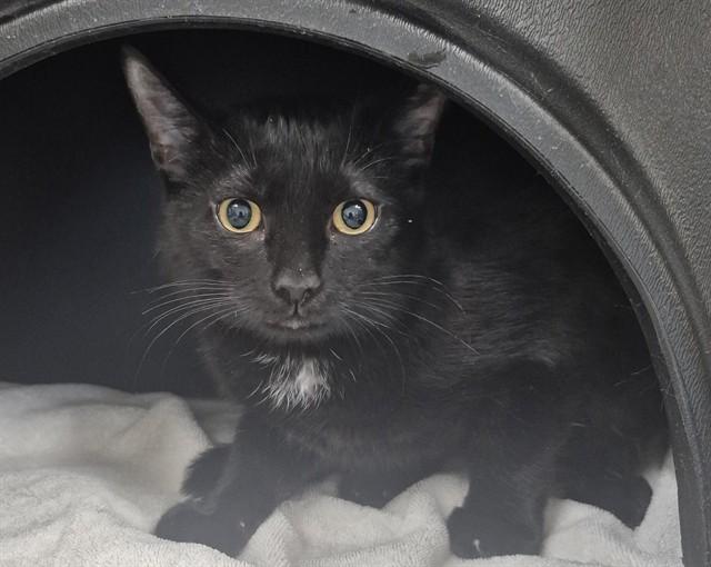 Enlarge PAPAYA, a Adoptable Domestic Short Hair in Vaughan, ON image 1/1