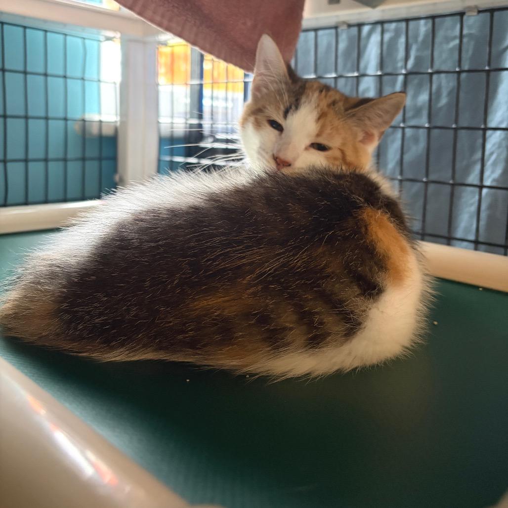 RuPaul, Adoptable, Kitten Female Domestic Short Hair.