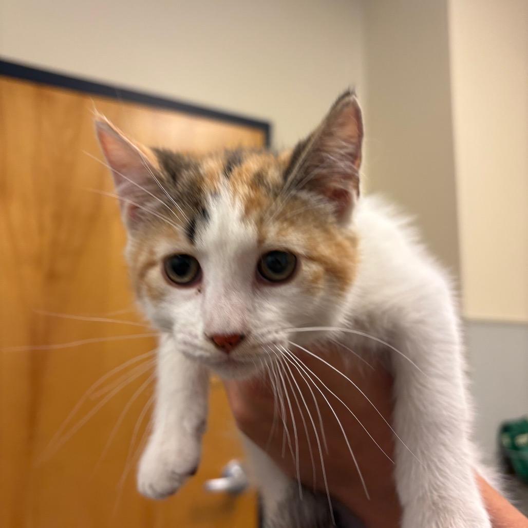 Enlarge RuPaul, a Adoptable Domestic Short Hair in Morrisville, VT image 2/2
