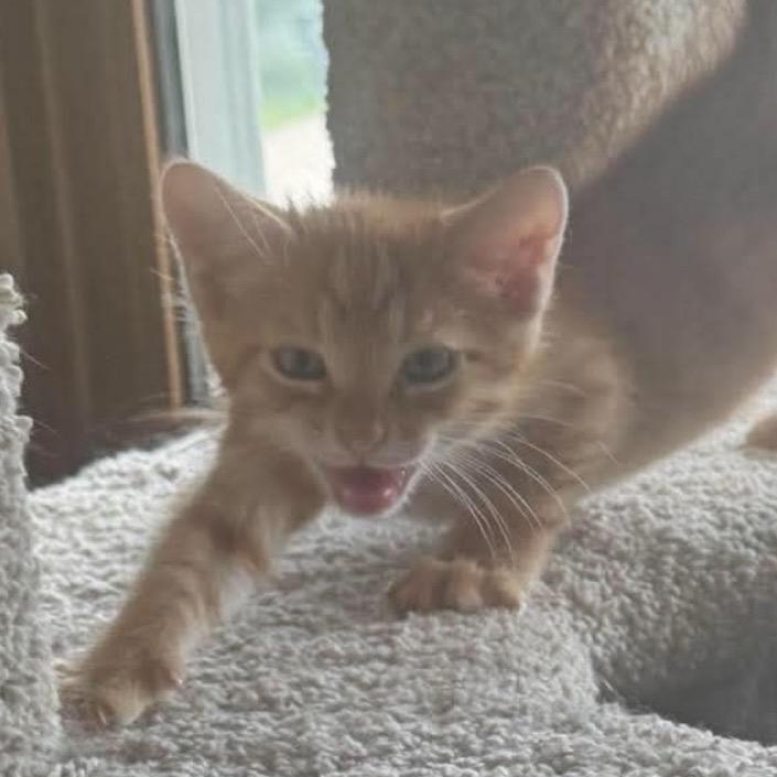 Enlarge Brimly, a Adoptable Domestic Short Hair in Coralville, IA image 1/1