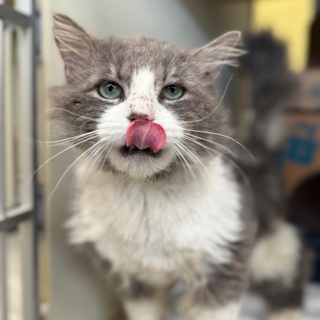 Watercolor, Adoptable, Adult Male Domestic Medium Hair.
