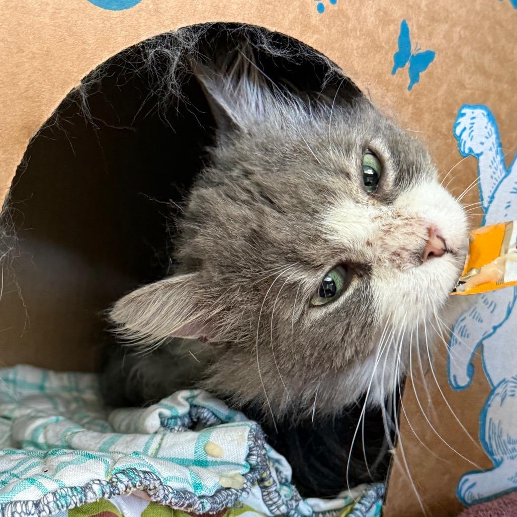 Enlarge Watercolor, a Adoptable Domestic Medium Hair in West Olive, MI image 2/6