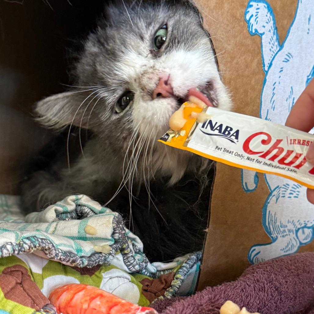 Enlarge Watercolor, a Adoptable Domestic Medium Hair in West Olive, MI image 4/6