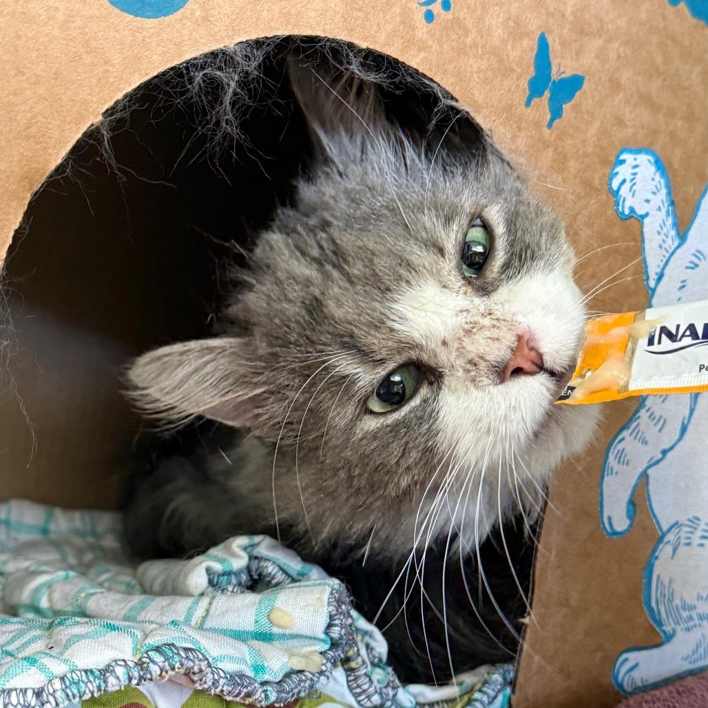 Enlarge Watercolor, a Adoptable Domestic Medium Hair in West Olive, MI image 5/6