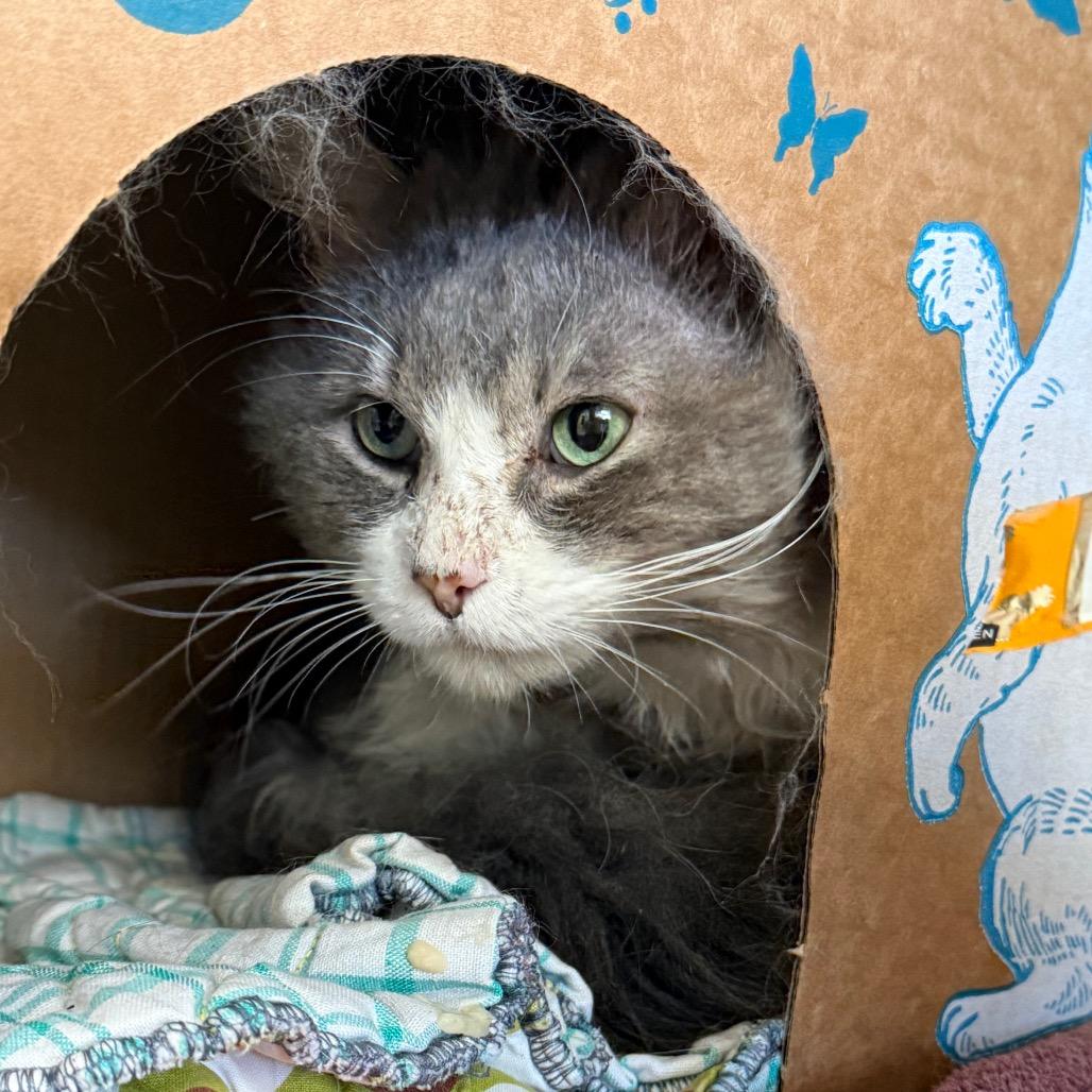Enlarge Watercolor, a Adoptable Domestic Medium Hair in West Olive, MI image 6/6