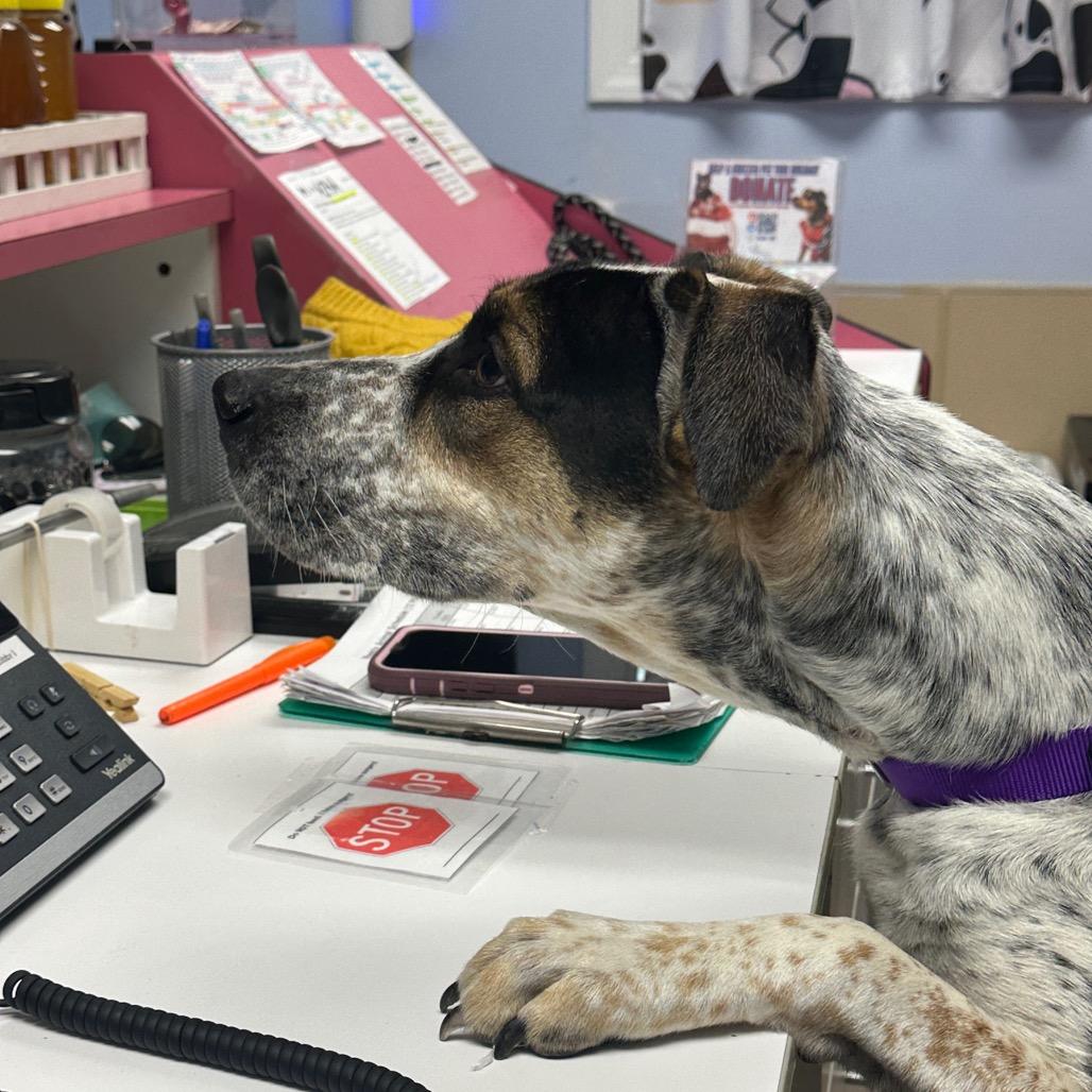 Remi, Adoptable, Adult Female Treeing Walker Coonhound.