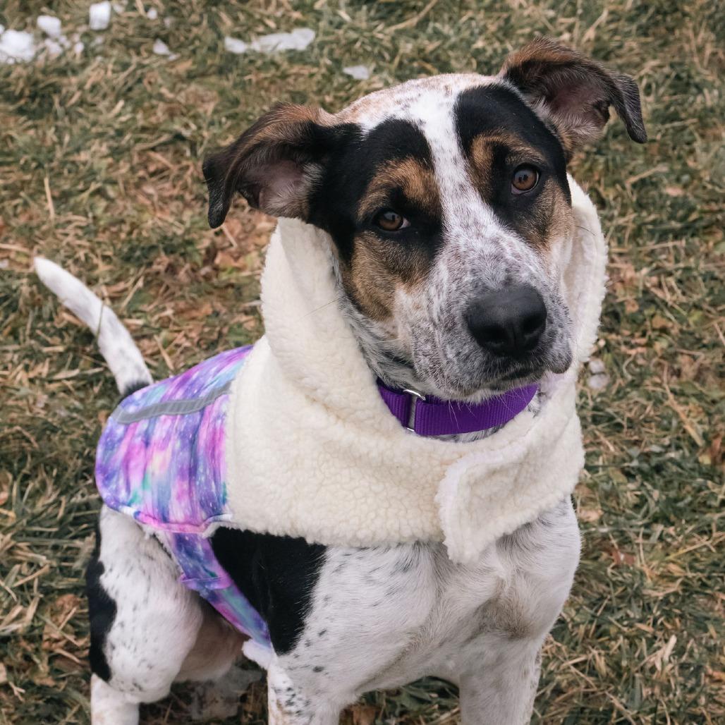 Enlarge Remi, a Adoptable Treeing Walker Coonhound in Uniontown, PA image 2/4