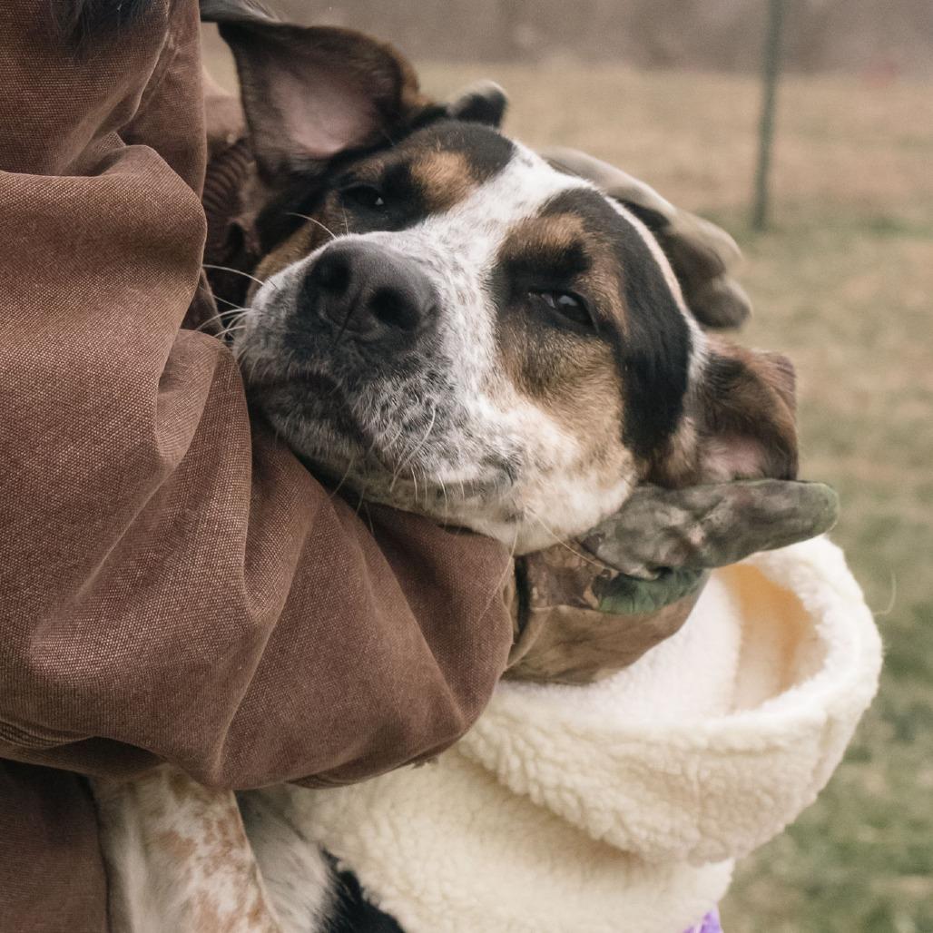 Enlarge Remi, a Adoptable Treeing Walker Coonhound in Uniontown, PA image 3/4