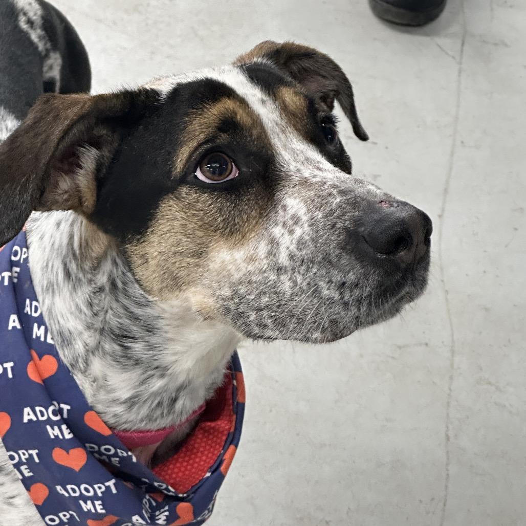 Enlarge Remi, a Adoptable Treeing Walker Coonhound in Uniontown, PA image 4/6