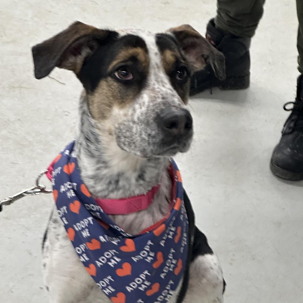 Enlarge Remi, a Adoptable Treeing Walker Coonhound in Uniontown, PA image 5/6