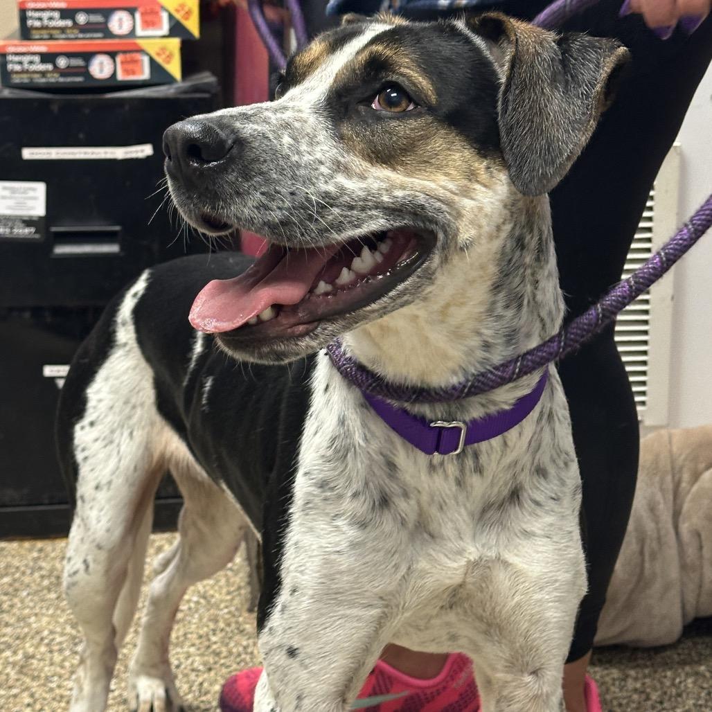 Enlarge Remi, a Adoptable Treeing Walker Coonhound in Uniontown, PA image 4/4
