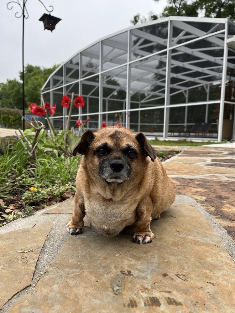Buster Rhymes, a Adoptable mixed breed in Winter Garden, FL image 4/4