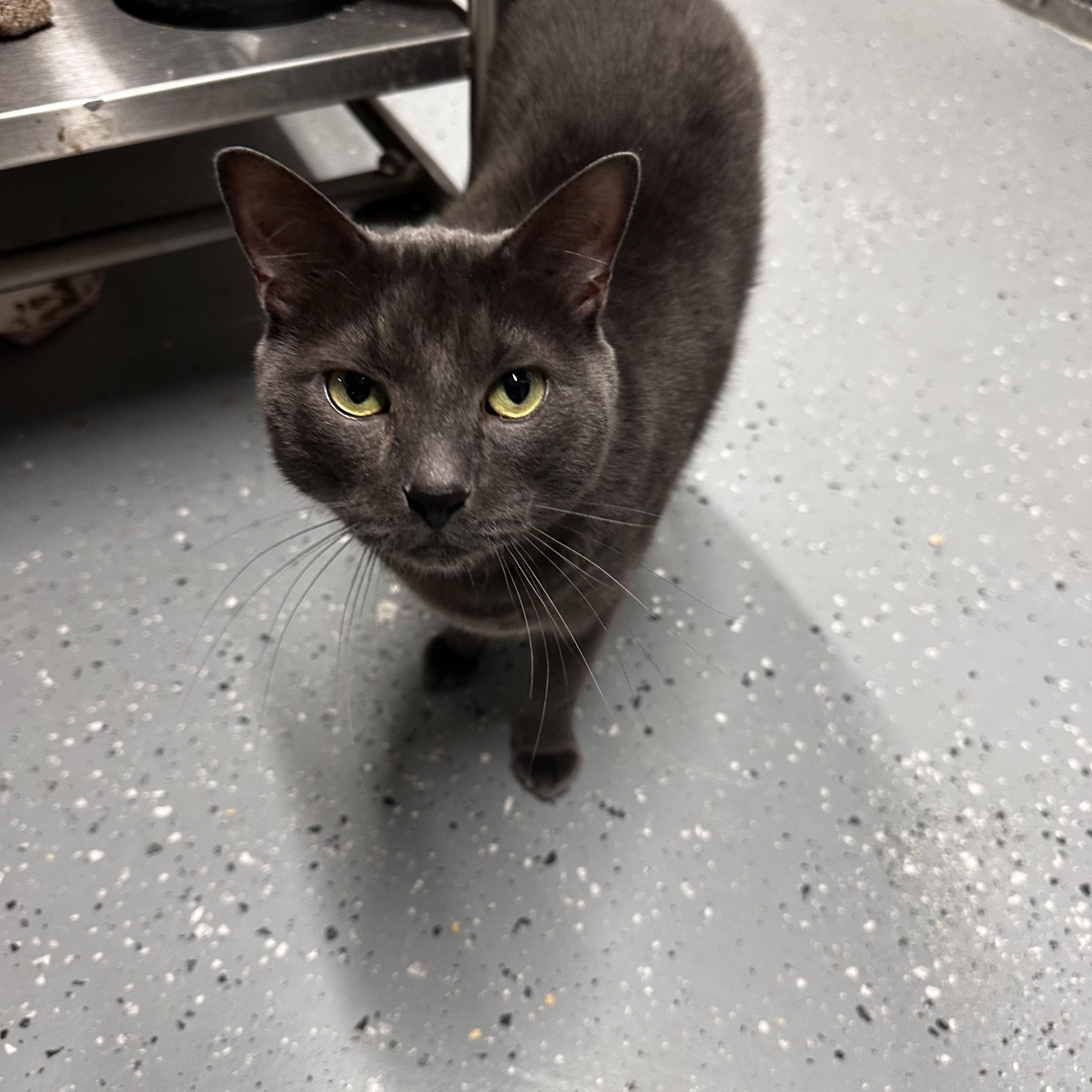 Enlarge Chadwick , a ADOPTABLE Domestic Short Hair in North East, MD image 2/3