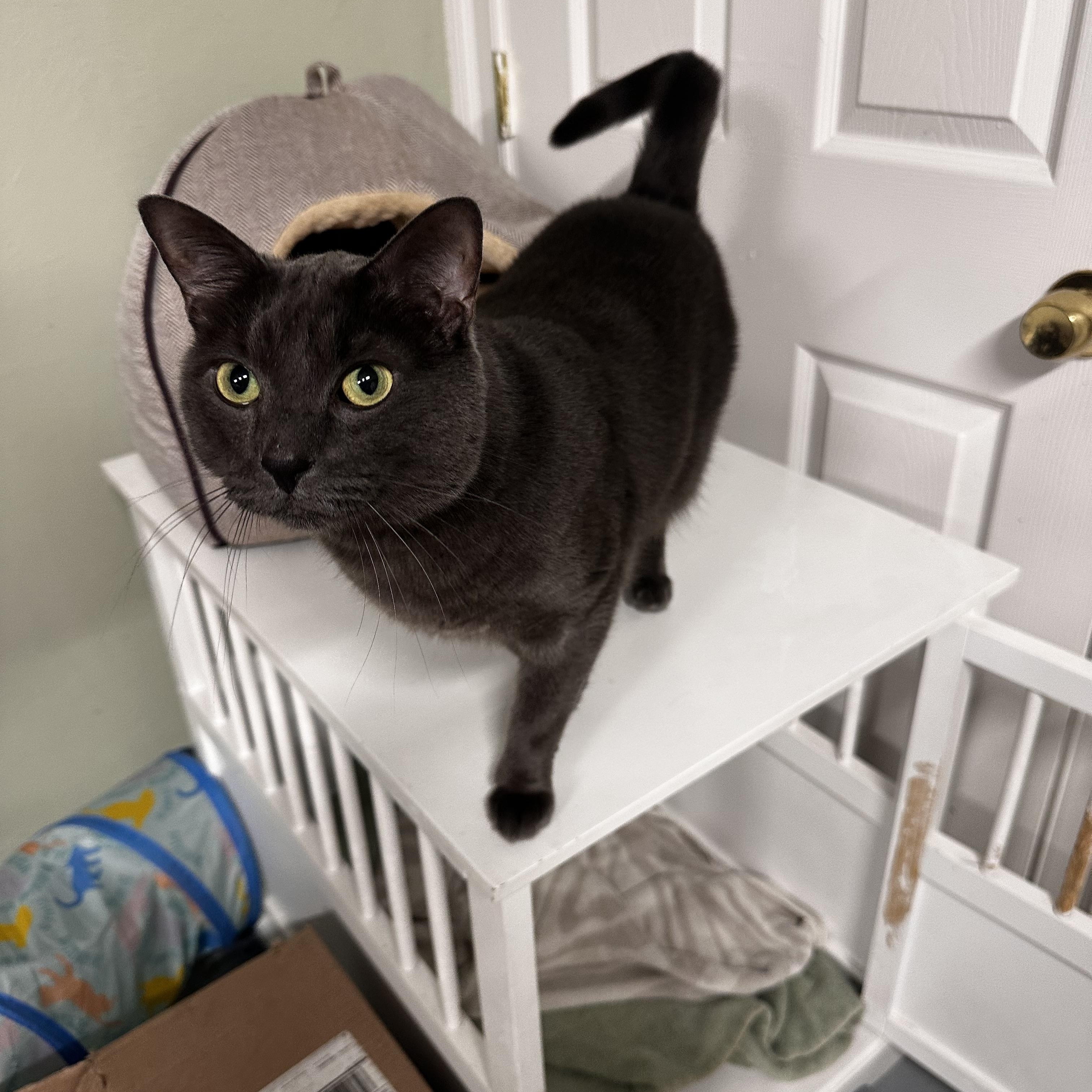 Enlarge Chadwick , a ADOPTABLE Domestic Short Hair in North East, MD image 3/3