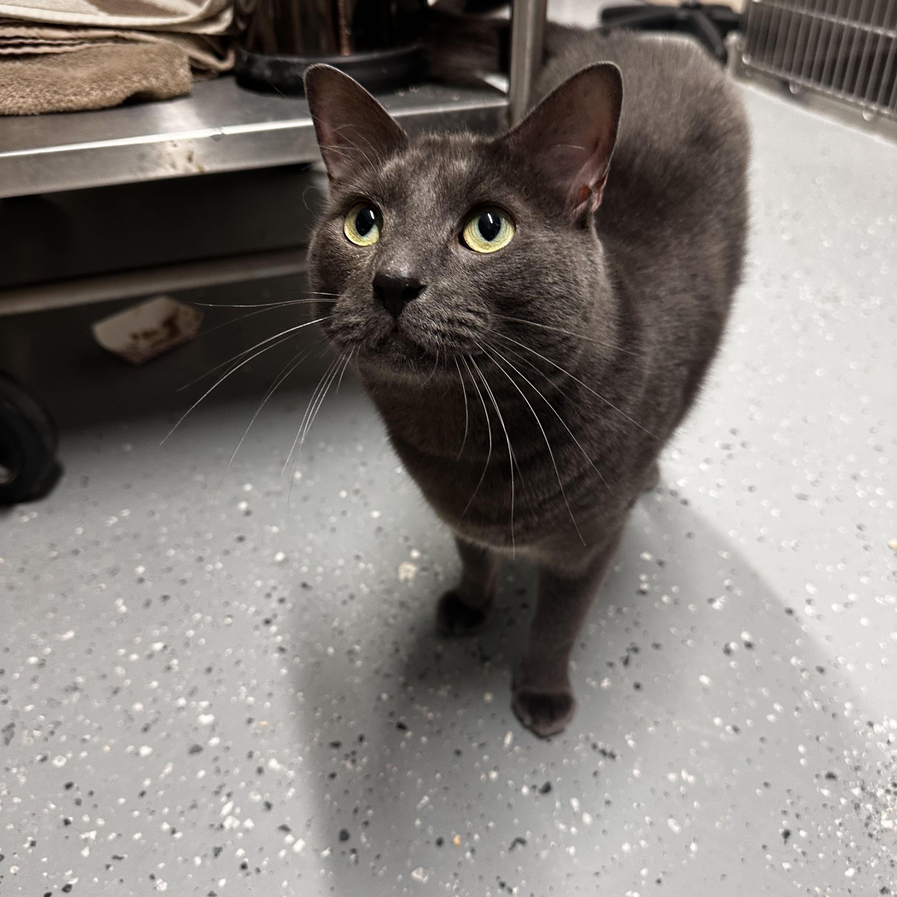 Enlarge Chadwick , a ADOPTABLE Domestic Short Hair in North East, MD image 1/3