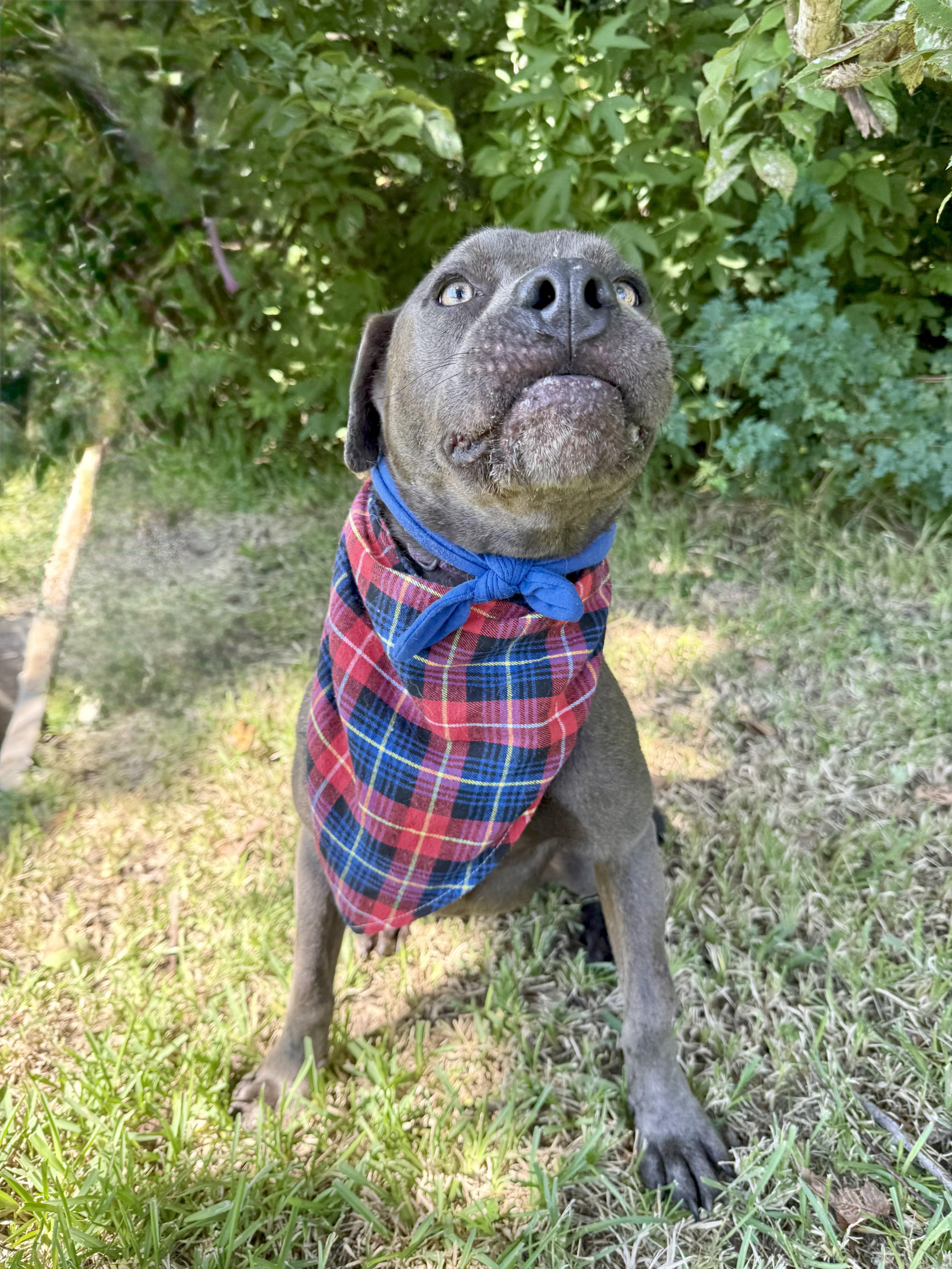 Lacross — thumbnail 2