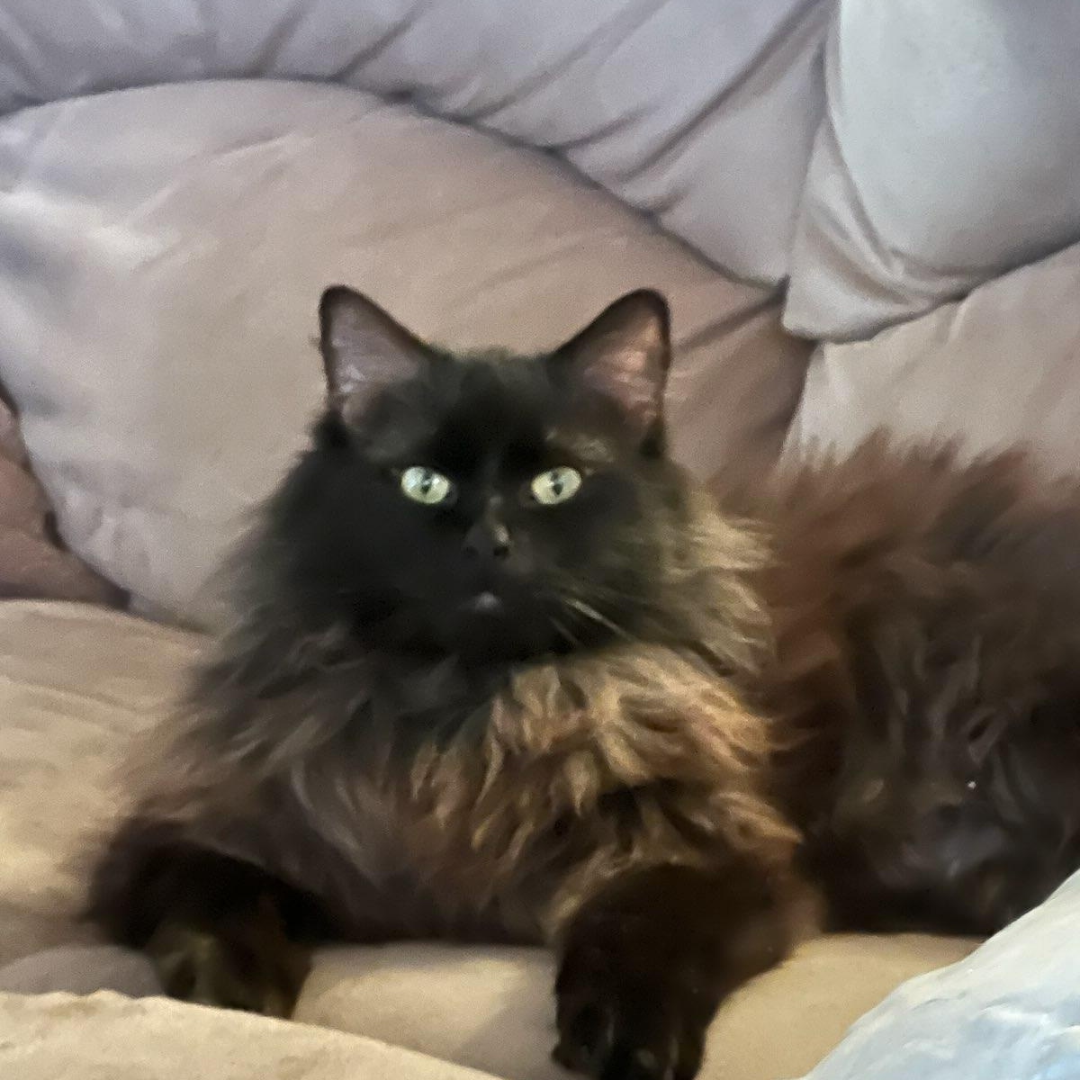Rocco, ADOPTABLE, Adult Male Maine Coon.